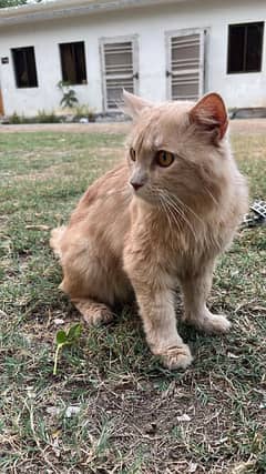 Persian Cat