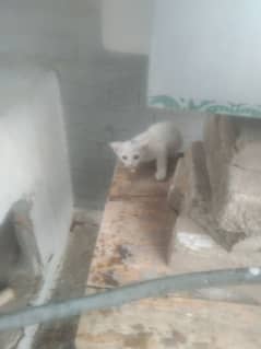 new born 2 pairs