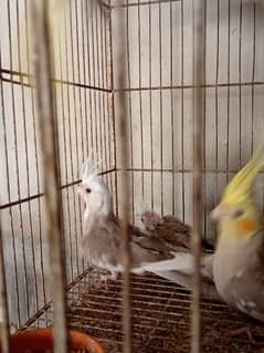 Cocktail / Cocktails Birds