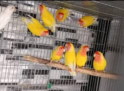 Love Birds Complete Setup