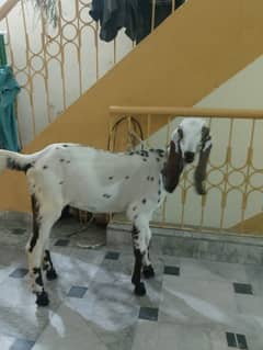 3 month old female kid for sell in kotlakhpat