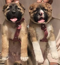 alabai puppies pair age 2 month for sale