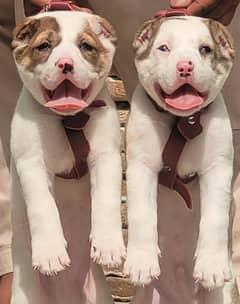 Alabai Dog |King Alabai |puppy |Alabai puppies |Central Asian Shepher