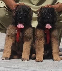 Bakarwal dog |Bakarwal puppies | Bakarwal puppy | cargo available