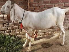 Rajanpuri,