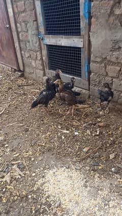 aseel chozy. 6