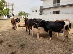 Beautifull Wacha for qurbani