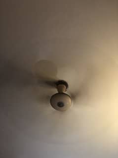 Fan for sale