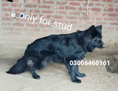 only for stud 1000000000% confirm breder