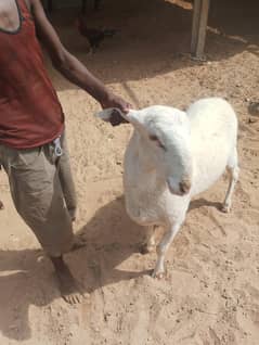 qurbani 2025 farm ki pallai pr he abhi tk.