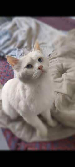 Male cat white colour blue eyes