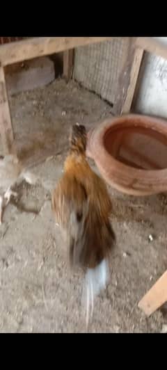 Chicks