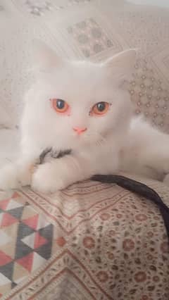 pershium male cat trimel code hair