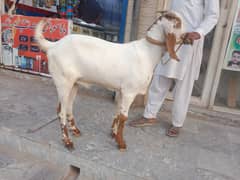 Bakra contact  0325-5091852
