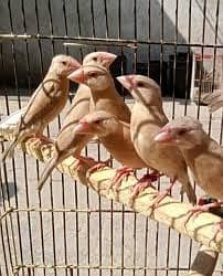 FAWN JAVA FINCHES 40 PEICES PATHAY FOR SALE