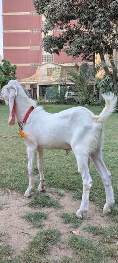 white goat /gulabi  bakra /qurbani goat /bakra /بکرا/desi goat