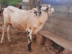 Qurbani bulls/weday/bachy