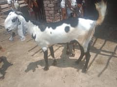 Bakra