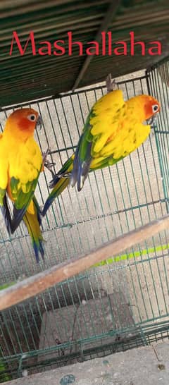 all birds healthy and active mashallaha