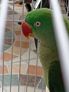 Kashmiri Raw female | Green Parrot | raw breeder pair | طوطے