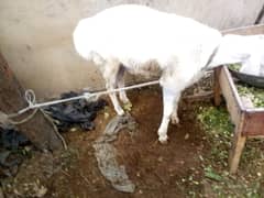 Dunba