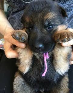 German shepherd puppy available