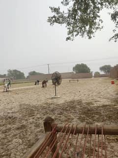 Qurbani k janwar available