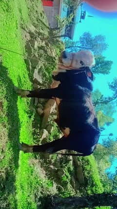 Ox