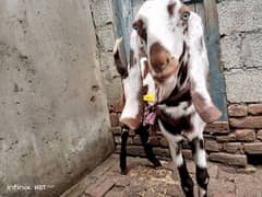 Goat sale for qurbani