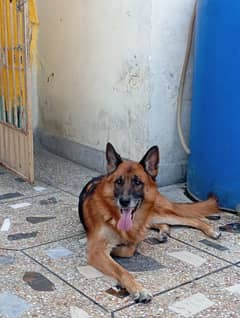 German Shepherd dog