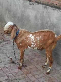 Professional Qasai