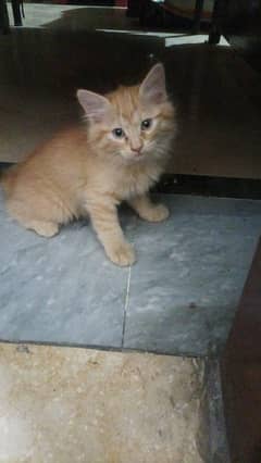 Adorable Purebred Persian Kitten for Sale – Healthy & Playful!