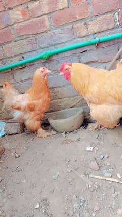 golden buff healthy and Active ghar k phley huwey hn murgi eggs laying