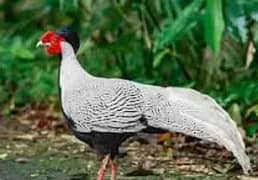 fancy birds |golden birds |sliver birds | chicks| breeder pair | hens