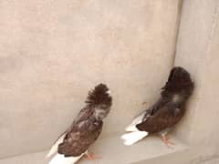Jacobin and frill pigeon chicks for sale