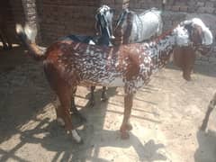 Bakra