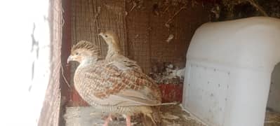 king Size Breedor pair for sale