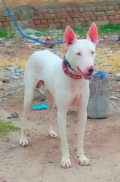 pure kuhati gultair male pink nose blue eyes healthy and active