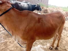 Qurbani