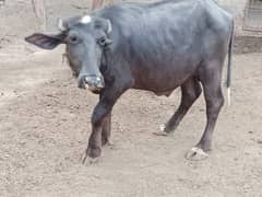 katta