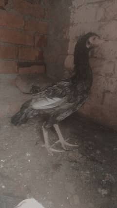 I am sailing 2 hens jawa one male chick whatsapp 03254495879