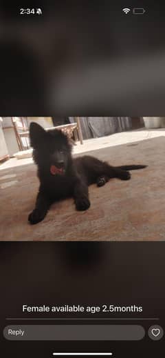 balck female puppy