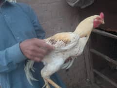 aseel