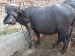 katta
