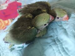 chicks
