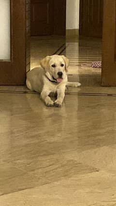 Labrador