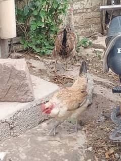 Hens