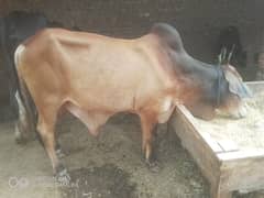 Qurbani bull | Bachra | desi buls | Sahiwal Bull| بچرا | qurbani 2025