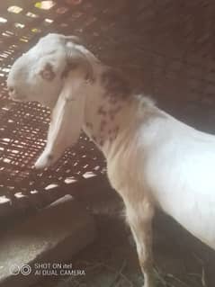 Bakra/ Desi Bakra/ 2 Dant Bakra/ Bakry/ Goat /Qurbani 2025