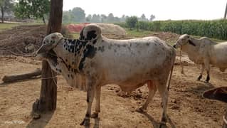 2.50 year bachra for sale      phone number 03010444896